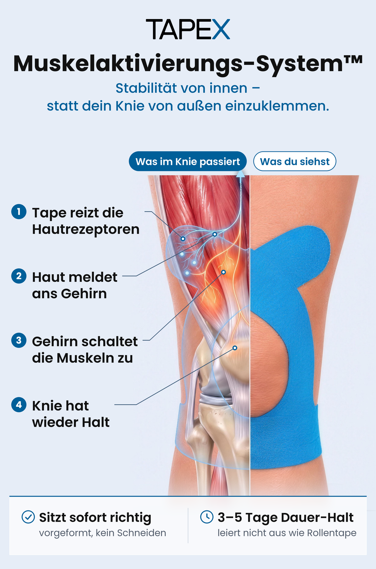 Das TAPEX Muskelaktivierungs-System: Knie geteilt, links Muskeln und Signalweg, rechts das Knie mit TAPEX Tape